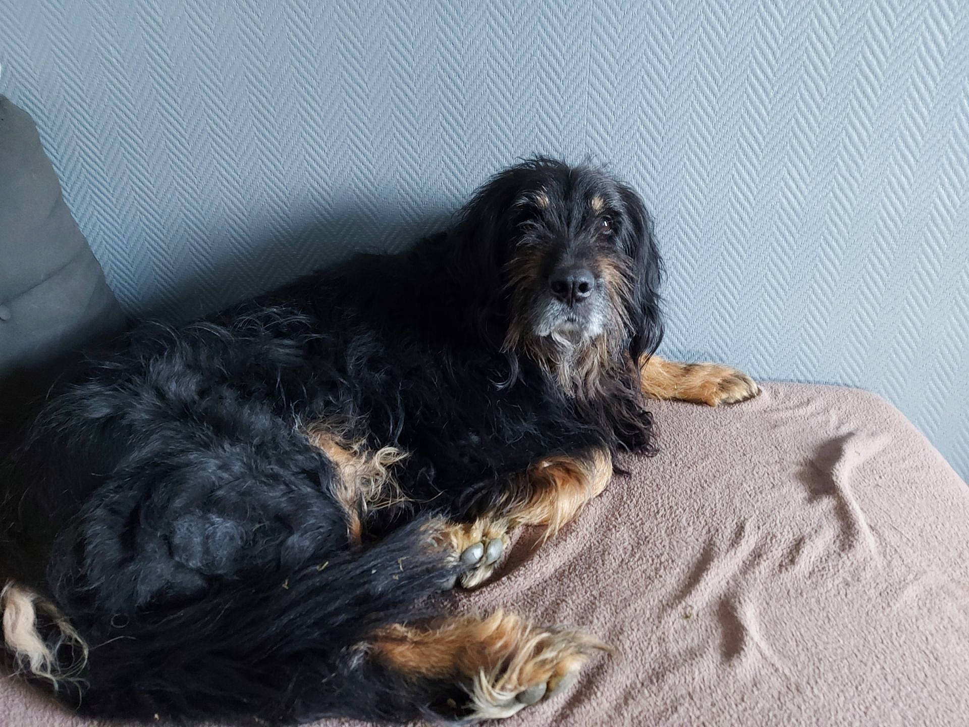 Jaloux participe au concours pour gagner de l'argent avec cette photo : canidae, carnivore, companion_dog, dog, dog_breed, fawn, fur, gaddi_kutta, liver, snout, spaniel, sporting_group, terrestrial_animal, working_animal, working_dog