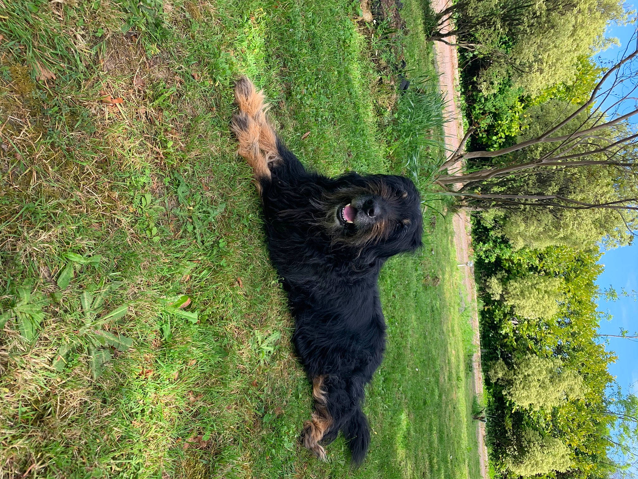 Jaloux participe au concours pour gagner de l'argent avec cette photo : bear, canidae, carnivore, companion_dog, dog, dog_breed, fur, grass, guard_dog, plant, sky, snout, tail, terrestrial_animal, tree, trunk, vegetation, wildlife, wood, working_animal