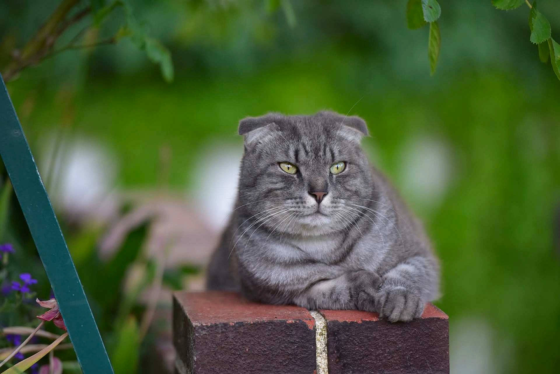 Kaïa