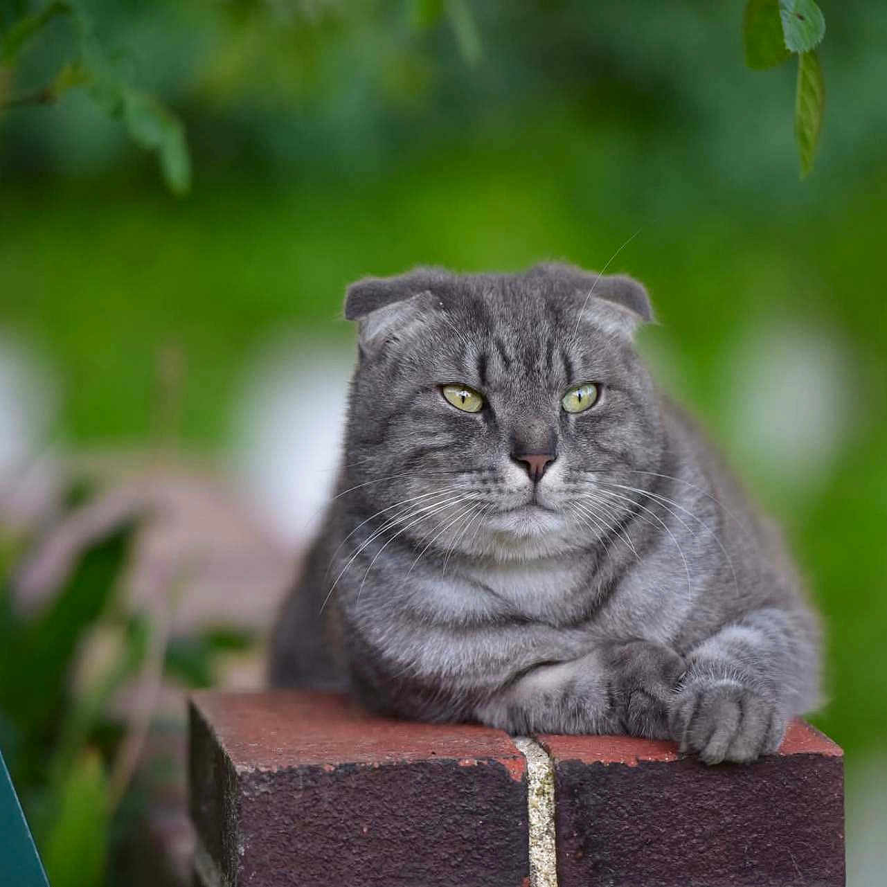 Kaïa