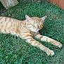 animal, backyard, cat, cute, domestic_cat, ears, feline, ginger_cat, grass, nature, outdoor, paw, pet, relaxing, sleeping, stretching, sunlight, tabby, whiskers, wooden_fence