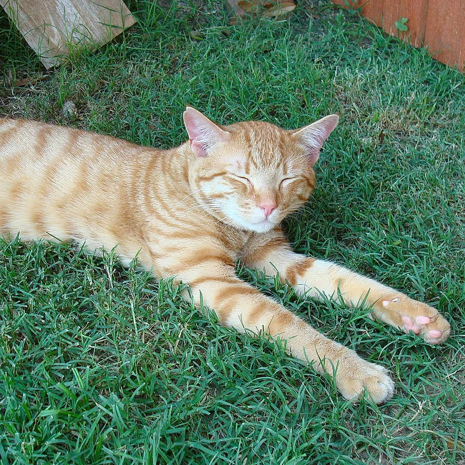Milo joined the competition — help win amazing prizes! animal, backyard, cat, cute, domestic_cat, ears, feline, ginger_cat, grass, nature, outdoor, paw, pet, relaxing, sleeping, stretching, sunlight, tabby, whiskers, wooden_fence