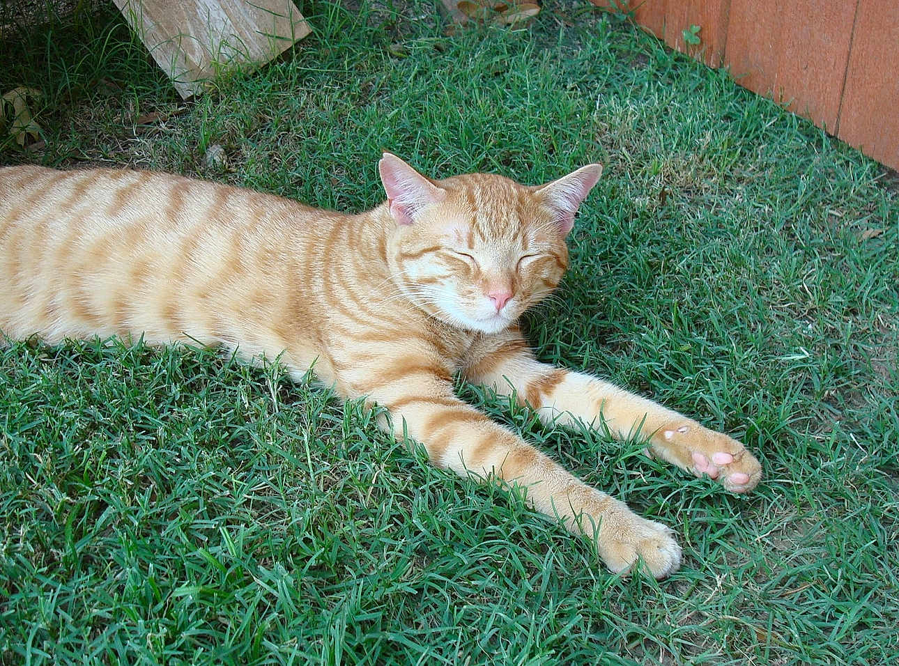 Milo joined the competition — help win amazing prizes! animal, backyard, cat, cute, domestic_cat, ears, feline, ginger_cat, grass, nature, outdoor, paw, pet, relaxing, sleeping, stretching, sunlight, tabby, whiskers, wooden_fence