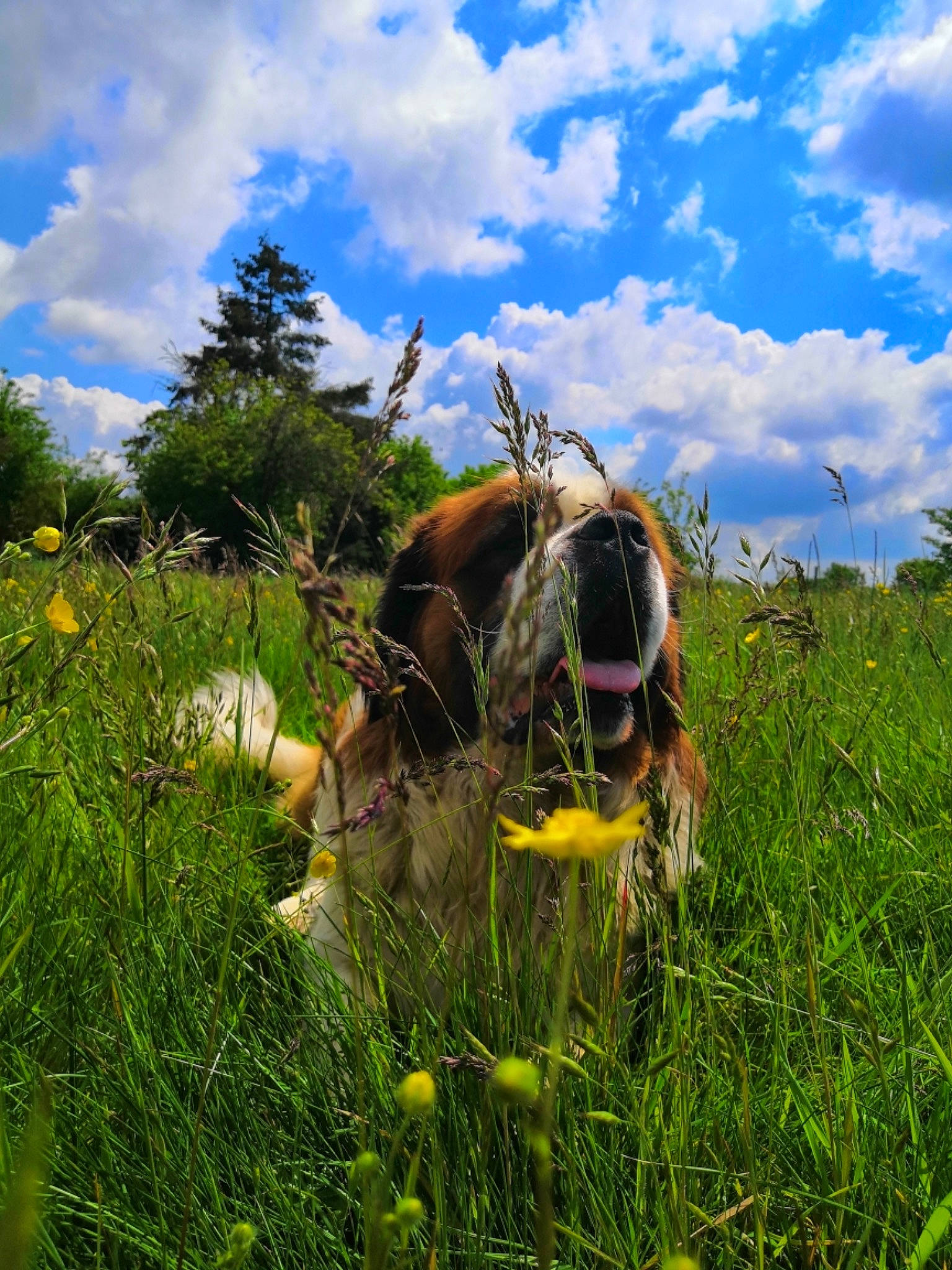 Nobel a rejoint le concours — aidez-le/la à gagner de superbes lots ! agriculture, blue, cloud, cumulus, ecoregion, fawn, field, flower, grass, grassland, happy, herbaceous_plant, landscape, natural_landscape, people_in_nature, plant, prairie, sky, sunglasses, tree