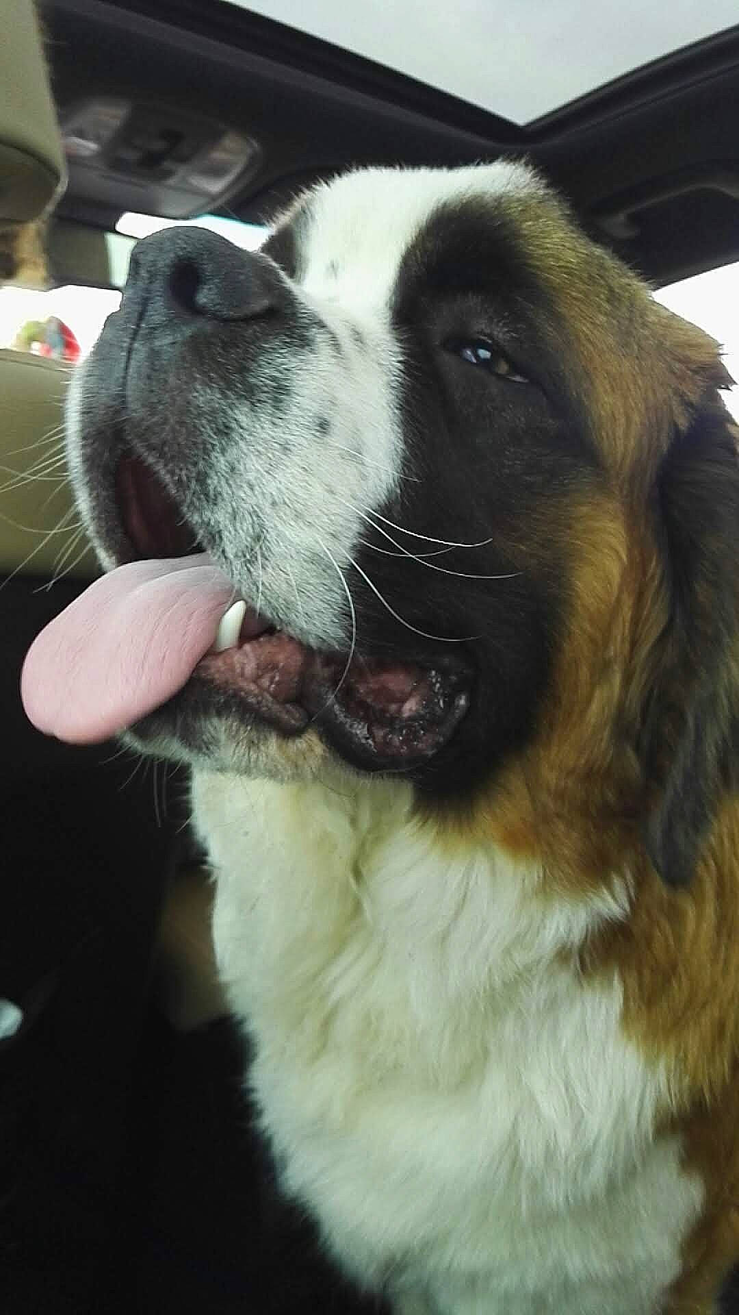 Nobel participe au concours pour gagner de l'argent avec cette photo : canidae, carnivore, collar, companion_dog, dog, dog_breed, fang, fawn, fur, giant_dog_breed, happy, jaw, liver, moscow_watchdog, snout, sporting_group, st_bernard, whiskers, working_animal, working_dog