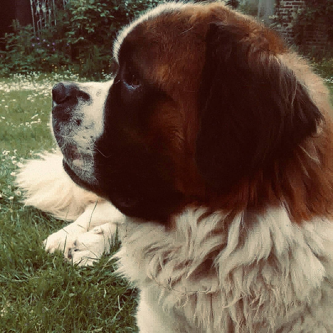 Nobel participe au concours pour gagner de l'argent avec cette photo : carnivore, companion_dog, dog, dog_breed, fawn, fur, giant_dog_breed, grass, gun_dog, irish_red_and_white_setter, king_charles_spaniel, liver, moscow_watchdog, plant, snout, sporting_group, terrestrial_animal, tints_and_shades, whiskers, working_animal