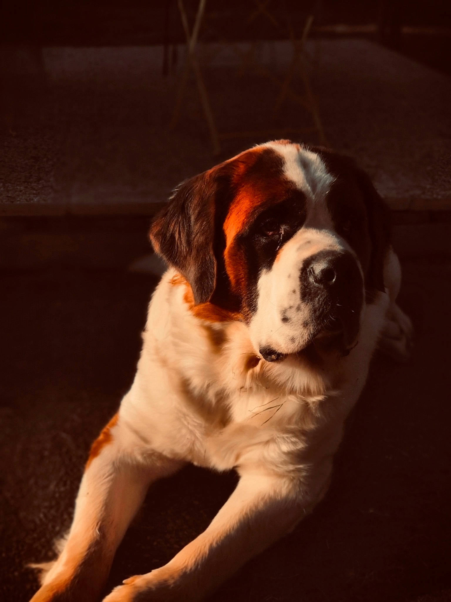 Neptune participe au concours pour gagner de l'argent avec cette photo : automotive_lighting, bored, canidae, carnivore, companion_dog, dog, dog_breed, eye, fawn, fur, moscow_watchdog, paw, snout, sporting_group, st_bernard, tail, tints_and_shades, window, working_animal, working_dog