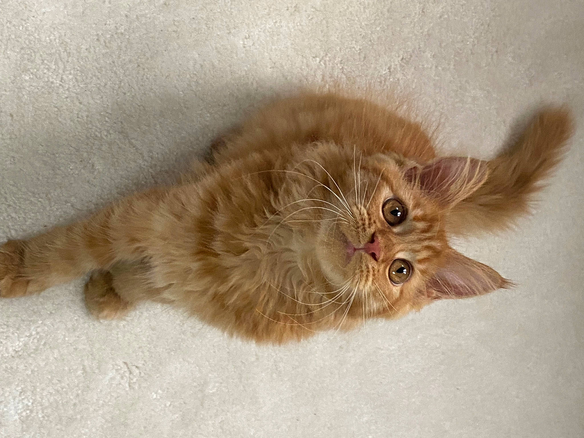 Salsa participe au concours pour gagner de l'argent avec cette photo : british_longhair, carnivore, cat, claw, fawn, felidae, fur, liver, paw, small_to_medium_sized_cats, snout, tail, terrestrial_animal, whiskers