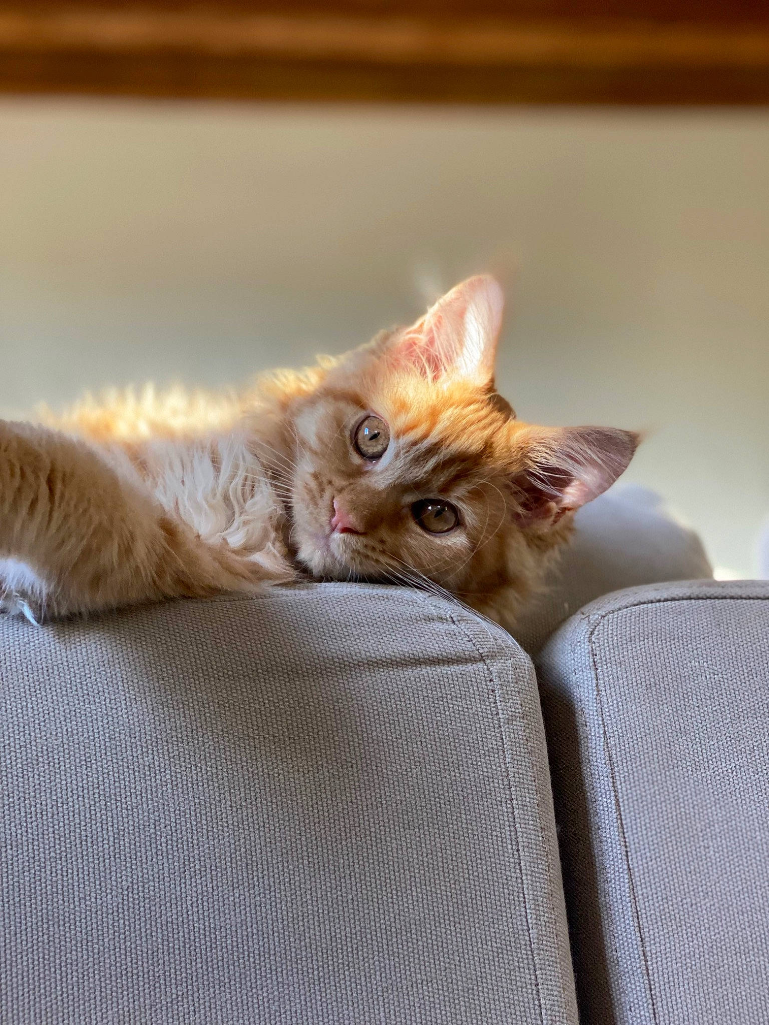 Salsa participe au concours pour gagner de l'argent avec cette photo : carnivore, cat, cat_supply, claw, comfort, domestic_short_haired_cat, fawn, felidae, fur, paw, small_to_medium_sized_cats, snout, tail, whiskers, wood