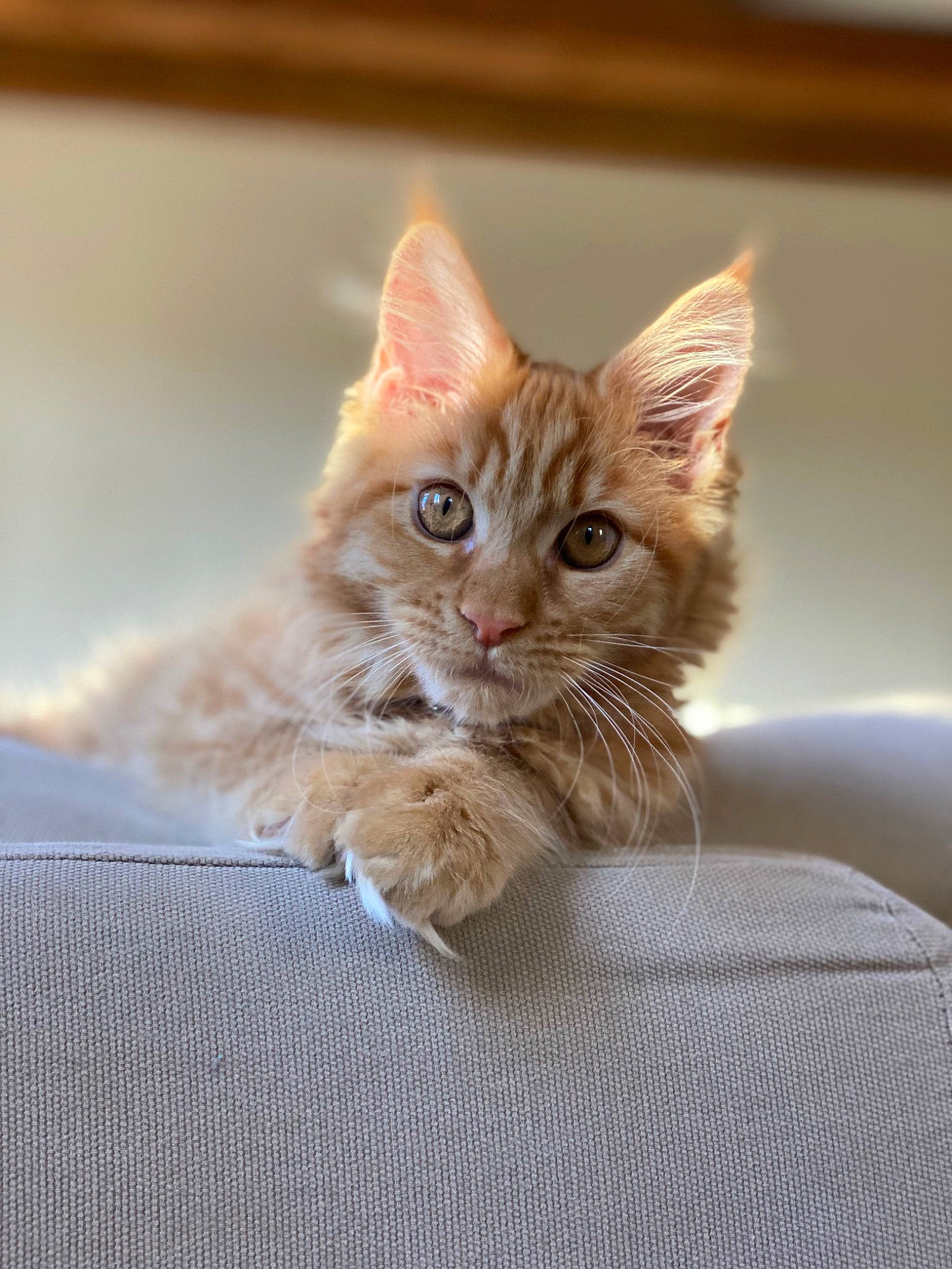 Salsa a rejoint le concours — aidez-le/la à gagner de superbes lots ! carnivore, cat, cat_supply, claw, comfort, domestic_short_haired_cat, fawn, felidae, fur, paw, sitting, small_to_medium_sized_cats, snout, tail, whiskers, wood