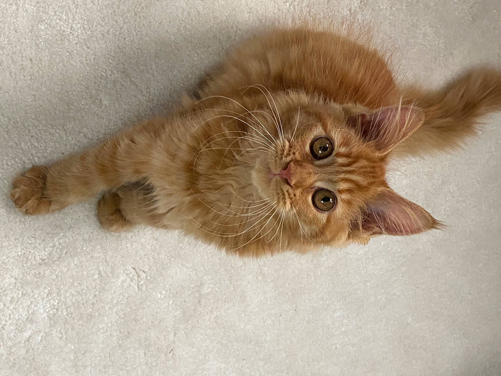 Salsa a rejoint le concours — aidez-le/la à gagner de superbes lots ! british_longhair, carnivore, cat, claw, domestic_short_haired_cat, fawn, felidae, fur, liver, paw, small_to_medium_sized_cats, snout, tail, terrestrial_animal, whiskers