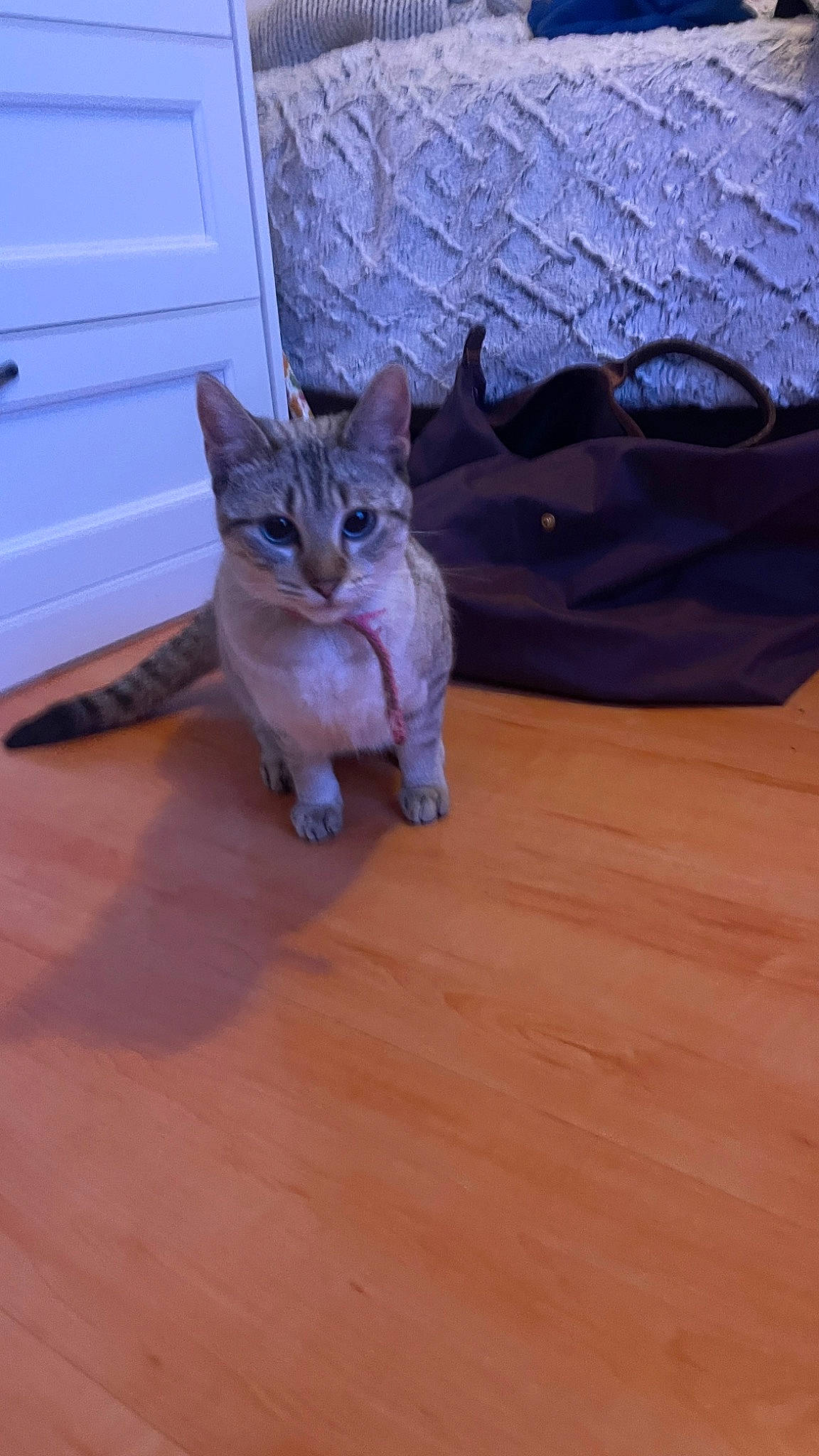 Ulyssette participe au concours pour gagner de l'argent avec cette photo : carnivore, cat, comfort, domestic_short_haired_cat, door, fawn, felidae, floor, flooring, fur, hardwood, laminate_flooring, paw, small_to_medium_sized_cats, snout, tail, whiskers, wood, wood_flooring, wood_stain