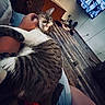 animal, cat, cats, couch, face, feline, funny, furniture, indoors, lap, living_room, person, pet, relaxed, striped_fur, tabby_cat, television, whiskers, white_fur, wood_floor
