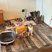Mutton joined the competition — help win amazing prizes! animal, cardboard_box, cat, cat_litter, couch, cowboy_boots, feline, funny, home, indoors, litter_box, living_room, open_mouth, pet, portrait, shoe_collection, shoes, standing, television, wood_floor