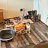 animal, cardboard_box, cat, cat_litter, couch, cowboy_boots, feline, funny, home, indoors, litter_box, living_room, open_mouth, pet, portrait, shoe_collection, shoes, standing, television, wood_floor