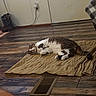 blanket, boots, brown_fur, cat, cozy, floor_vent, home, indoor, knitted_blanket, lying_down, nap, paws, pet, portrait, relaxed, sleeping, tabby, tail, white_fur, wood_floor