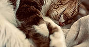 Mutton joined the competition — help win amazing prizes! animal, bed, blanket, brown_and_white, cat, close_up, closed_eyes, cozy, fur, indoors, nap, paws, pet, portrait, relaxed, sleeping, snuggling, soft_lighting, tabby, whiskers