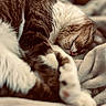 animal, bed, blanket, brown_and_white, cat, close_up, closed_eyes, cozy, fur, indoors, nap, paws, pet, portrait, relaxed, sleeping, snuggling, soft_lighting, tabby, whiskers