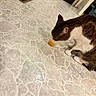 animal, bathroom, black_and_white, cat, cup, domestic, drinking, ears, eating, floor, fur, indoor, patterned_floor, paws, pet, storage_bins, tail, tuxedo_cat, vent, whiskers