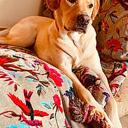 Verity participe au concours pour gagner de l'argent avec cette photo : dog, labrador, golden, pet, animal, canine, toy, rope, couch, floral_pattern, indoor, relaxed, paws, fur, laying_down, colorful, home, comfort, portrait, looking_away