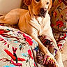 dog, labrador, golden, pet, animal, canine, toy, rope, couch, floral_pattern, indoor, relaxed, paws, fur, laying_down, colorful, home, comfort, portrait, looking_away