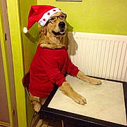 Ice Tea participe au concours pour gagner de l'argent avec cette photo : carnivoran, dog, dog_breed, dog_clothes, dog_crossbreeds, dog_like_mammal, floor, flooring, product, retriever, snout