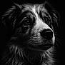 animal, black_and_white, canine, close_up, dark_background, detailed, dog, domestic_animal, expression, eyes, face, fluffy, fur, headshot, muzzle, pet, portrait, studio_lighting, whiskers