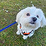 Flocon participe au concours pour gagner de l'argent avec cette photo : dog, white_dog, fluffy, small_dog, pet, animal, canine, outdoors, grass, daisies, flowers, garden, leash, harness, orange_harness, portrait, close_up, looking_at_camera, long_fur, cute