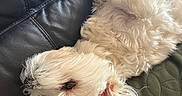 Flocon participe au concours pour gagner de l'argent avec cette photo : dog, small_dog, white_fur, fluffy, long_hair, pet, animal, lying_down, upside_down, relaxed, portrait, close_up, brown_eye, leather_couch, cushion, indoor, home, sunlight, adorable, funny_pose