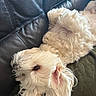 dog, small_dog, white_fur, fluffy, long_hair, pet, animal, lying_down, upside_down, relaxed, portrait, close_up, brown_eye, leather_couch, cushion, indoor, home, sunlight, adorable, funny_pose