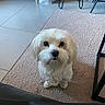 Flocon a rejoint le concours — aidez-le/la à gagner de superbes lots ! dog, white_dog, small_dog, fluffy, long_hair, pet, animal, portrait, sitting, indoors, living_room, carpet, rug, tile_floor, furniture, coffee_table, black_nose, dark_eyes, looking_at_camera, cute