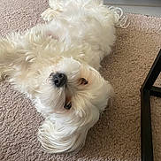 Flocon a rejoint le concours — aidez-le/la à gagner de superbes lots ! dog, white_dog, fluffy, small_dog, pet, animal, lying_down, upside_down, carpet, indoor, home, living_room, furniture, table, floor, white_fur, black_nose, curly_fur, cute, portrait