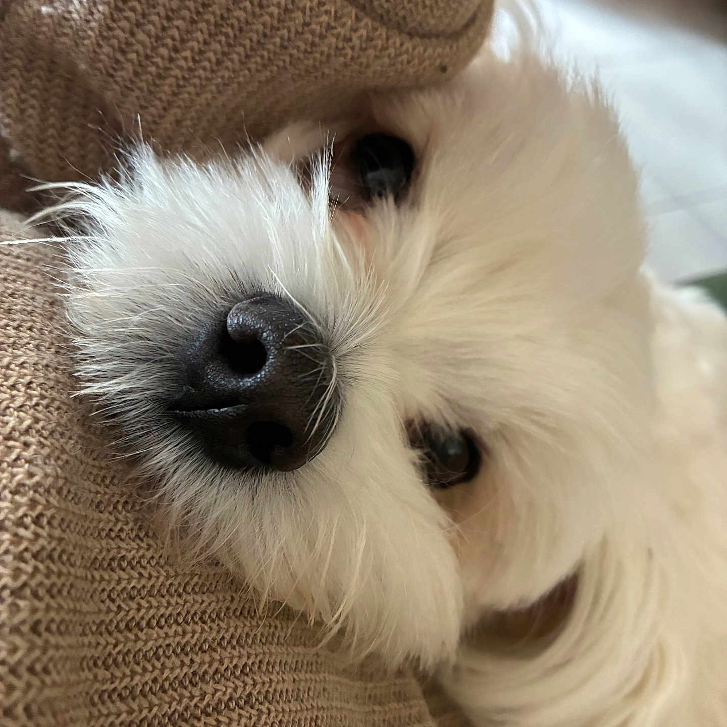 Flocon a rejoint le concours — aidez-le/la à gagner de superbes lots ! dog, puppy, white_fur, fluffy, small_dog, pet, animal, close_up, upside_down, black_nose, brown_couch, cuddling, indoor, home, portrait, cute, adorable, long_hair, face, playful