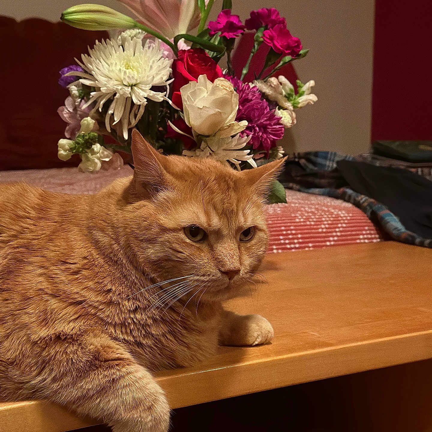 Igby is registered to the contest to win money with this photo: bouquet, cat, close_up, cozy, domestic_cat, feline, flowers, ginger_cat, home, indoor, mammal, orange_fur, paw, pet, portrait, resting, table, vase, whiskers, wooden_table