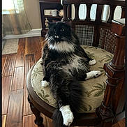 Tubbie is registered to the contest to win money with this photo: cat, black_and_white, fluffy, lounging, chair, wooden_floor, cushion, indoor, window, curtains, natural_light, furniture, relaxed, pet, domestic, cozy, home, decor, sitting, quiet