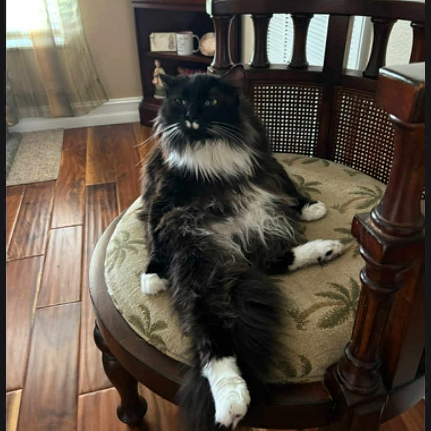 Tubbie is registered to the contest to win money with this photo: cat, black_and_white, fluffy, lounging, chair, wooden_floor, cushion, indoor, window, curtains, natural_light, furniture, relaxed, pet, domestic, cozy, home, decor, sitting, quiet