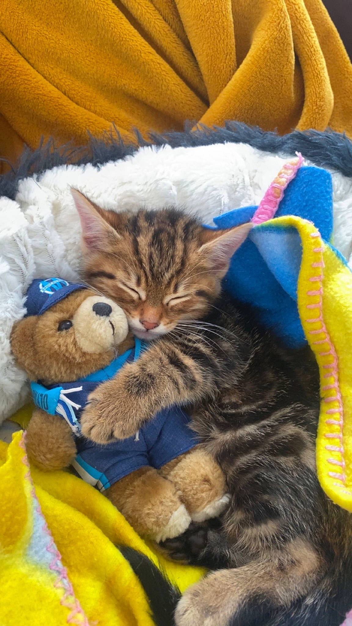 Spirou participe au concours pour gagner de l'argent avec cette photo : bag, bedding, carnivore, cat, claw, comfort, domestic_short_haired_cat, fawn, felidae, fur, linens, mammal, paw, small_to_medium_sized_cats, snout, tail, textile, vertebrate, whiskers, yellow