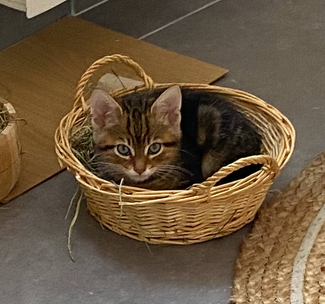Spirou participe au concours pour gagner de l'argent avec cette photo : basket, box, carnivore, cat, cat_bed, cat_supply, comfort, domestic_short_haired_cat, felidae, fur, hardwood, home_accessories, pet_supply, shipping_box, small_to_medium_sized_cats, storage_basket, vehicle, whiskers, wicker, wood