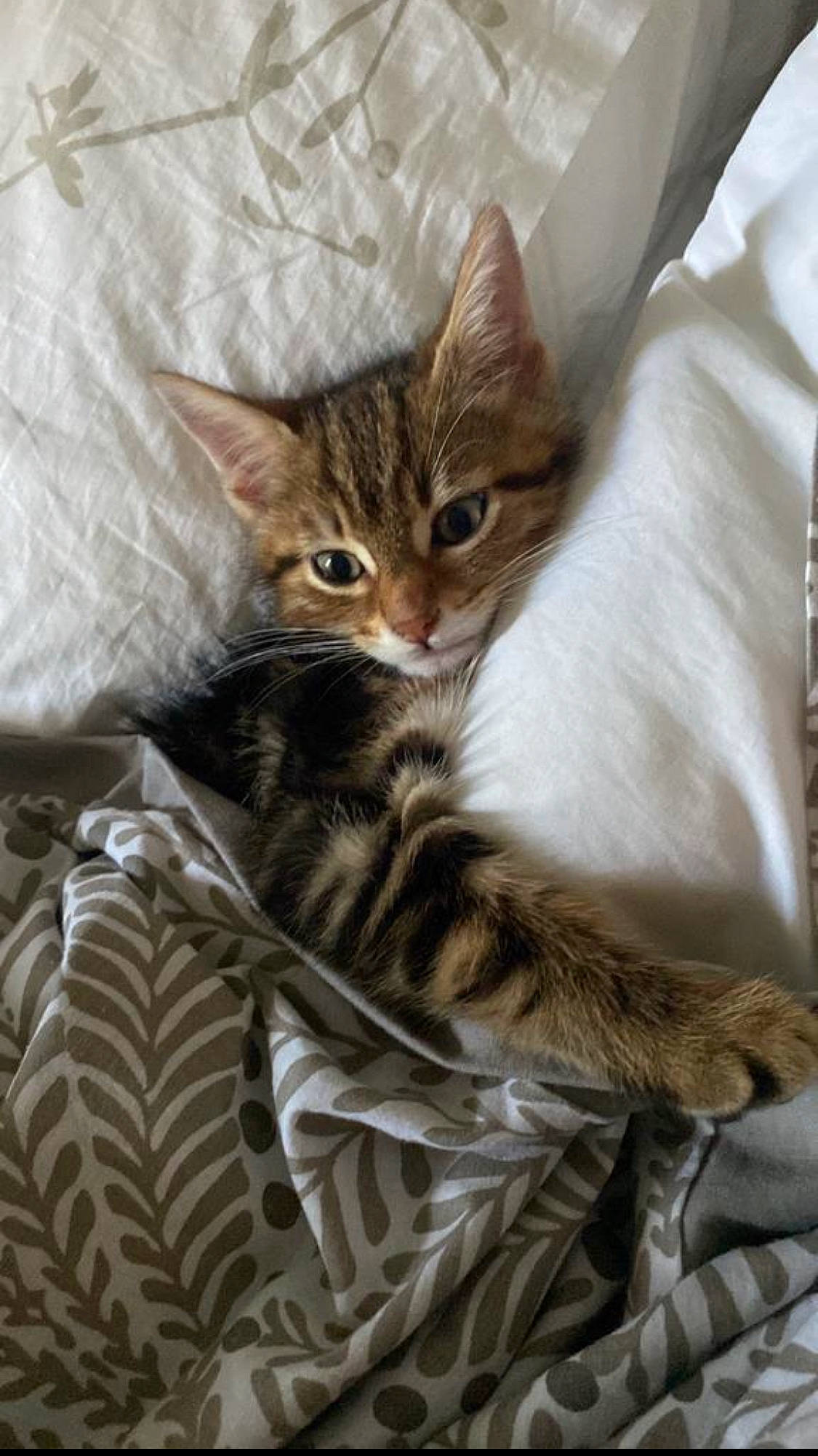 Spirou participe au concours pour gagner de l'argent avec cette photo : carnivore, cat, cat_supply, claw, comfort, domestic_short_haired_cat, fawn, felidae, fur, linens, paw, small_to_medium_sized_cats, snout, terrestrial_animal, whiskers