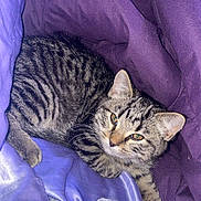 Maverick joined the competition — help win amazing prizes! cat, kitten, tabby, purple_blanket, toy_mouse, pet, animal, fur, whiskers, sleepy, cozy, indoor, cute, small, relaxed, domestic_cat, feline, resting, young_cat, striped