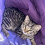 cat, kitten, tabby, purple_blanket, toy_mouse, pet, animal, fur, whiskers, sleepy, cozy, indoor, cute, small, relaxed, domestic_cat, feline, resting, young_cat, striped