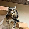 animal, cat, decor, domestic_cat, ears, feline, fur, home, houseplant, indoor, lounging, modern, paws, pet, relaxed, resting, stairs, tabby_cat, whiskers, wooden_stairs