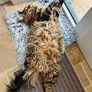 Thorin a rejoint le concours — aidez-le/la à gagner de superbes lots ! animal, cat, cozy, cute, door, fluffy, fur, gray_mat, indoor, mat, paw, pet, relaxed, resting, sleeping, stretching, striped_mat, tail, tiled_floor, window