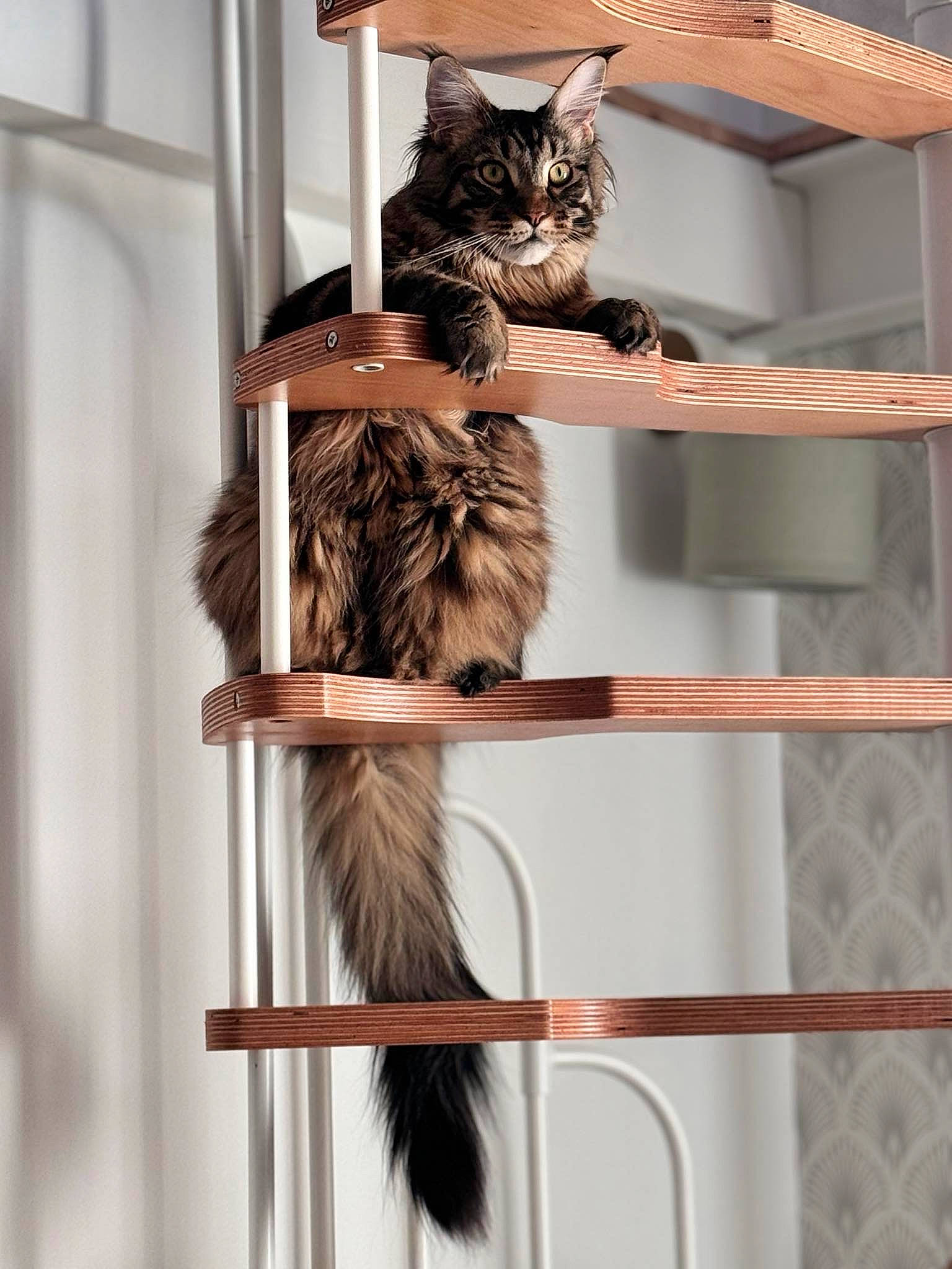 Thorin participe au concours pour gagner de l'argent avec cette photo : animal_shelter, cage, carnivore, cat, cat_supply, domestic_short_haired_cat, felidae, fur, pet_supply, shelf, shelving, small_to_medium_sized_cats, tail, terrestrial_animal, whiskers, window