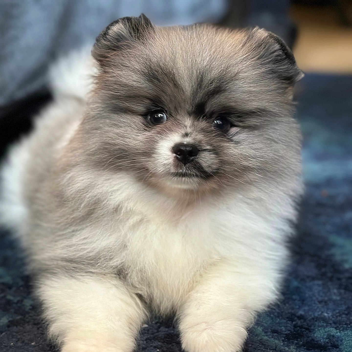 Olaf a rejoint le concours — aidez-le/la à gagner de superbes lots ! animal, canine, cat, cockerspaniel, dog, eskimodog, face, head, kitten, papillon, person, pet, photography, poodle, portrait, puppy, sleeping, snout, terrier, whitedog