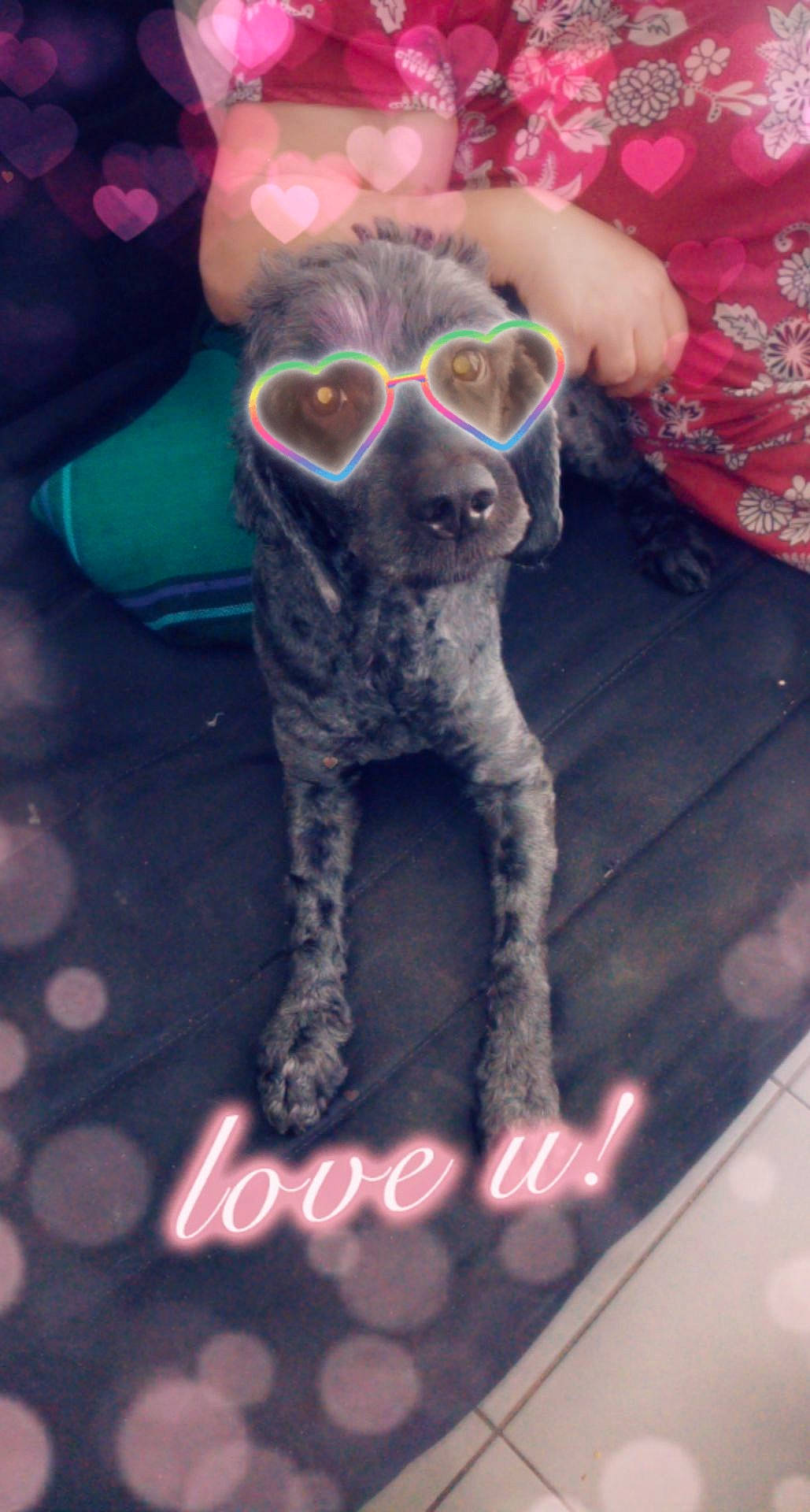 Zebulon a rejoint le concours — aidez-le/la à gagner de superbes lots ! canidae, carnivore, cat, dog, dog_breed, fawn, glasses, non_sporting_group, pink, puppy, sporting_group, whiskers