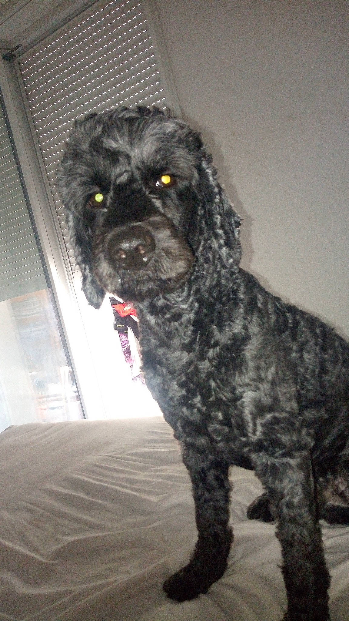 Zebulon participe au concours pour gagner de l'argent avec cette photo : american_cocker_spaniel, american_water_spaniel, canidae, carnivore, cockapoo, cocker_spaniel, companion_dog, dog, dog_breed, english_cocker_spaniel, mammal, puppy, rare_breed_dog, snout, spaniel, sporting_group, vertebrate