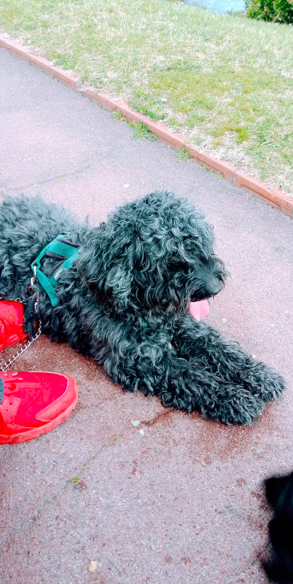 Margotte Et Zebulon participe au concours pour gagner de l'argent avec cette photo : art, asphalt, carnivore, companion_dog, dog, dog_breed, fur, grass, groundcover, plant, road_surface, shrub, sidewalk, soil, sporting_group, tail, tar, terrier, toy_dog, water_dog