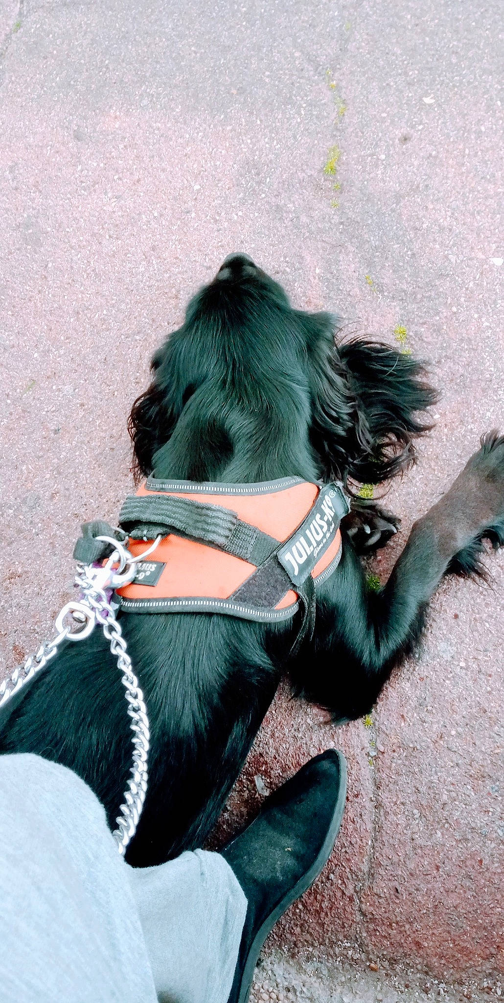 Margotte Et Zebulon a rejoint le concours — aidez-le/la à gagner de superbes lots ! bridle, carnivore, collar, companion_dog, dog, dog_breed, dog_clothes, dog_collar, dog_supply, electric_blue, fawn, grey, horse_tack, leash, liver, personal_protective_equipment, pet_supply, snout, tail, working_animal