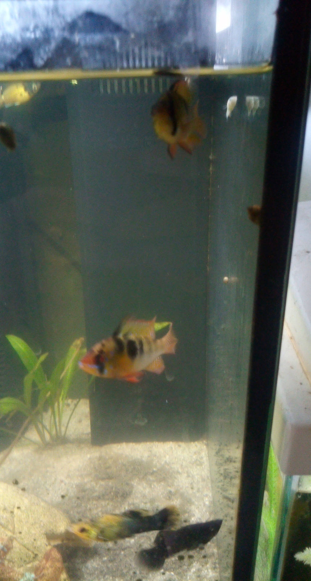 Chipounette a rejoint le concours — aidez-le/la à gagner de superbes lots ! aquarium, aquarium_decor, bony_fish, feeder_fish, fish, freshwater_aquarium, organism, pomacentridae